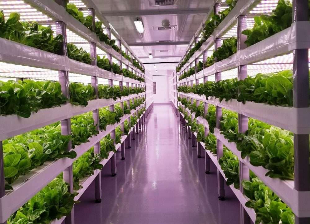 Agricoltura sostenibile: lo smobilizzo di crediti Iva di Planet Farms grazie a Sace