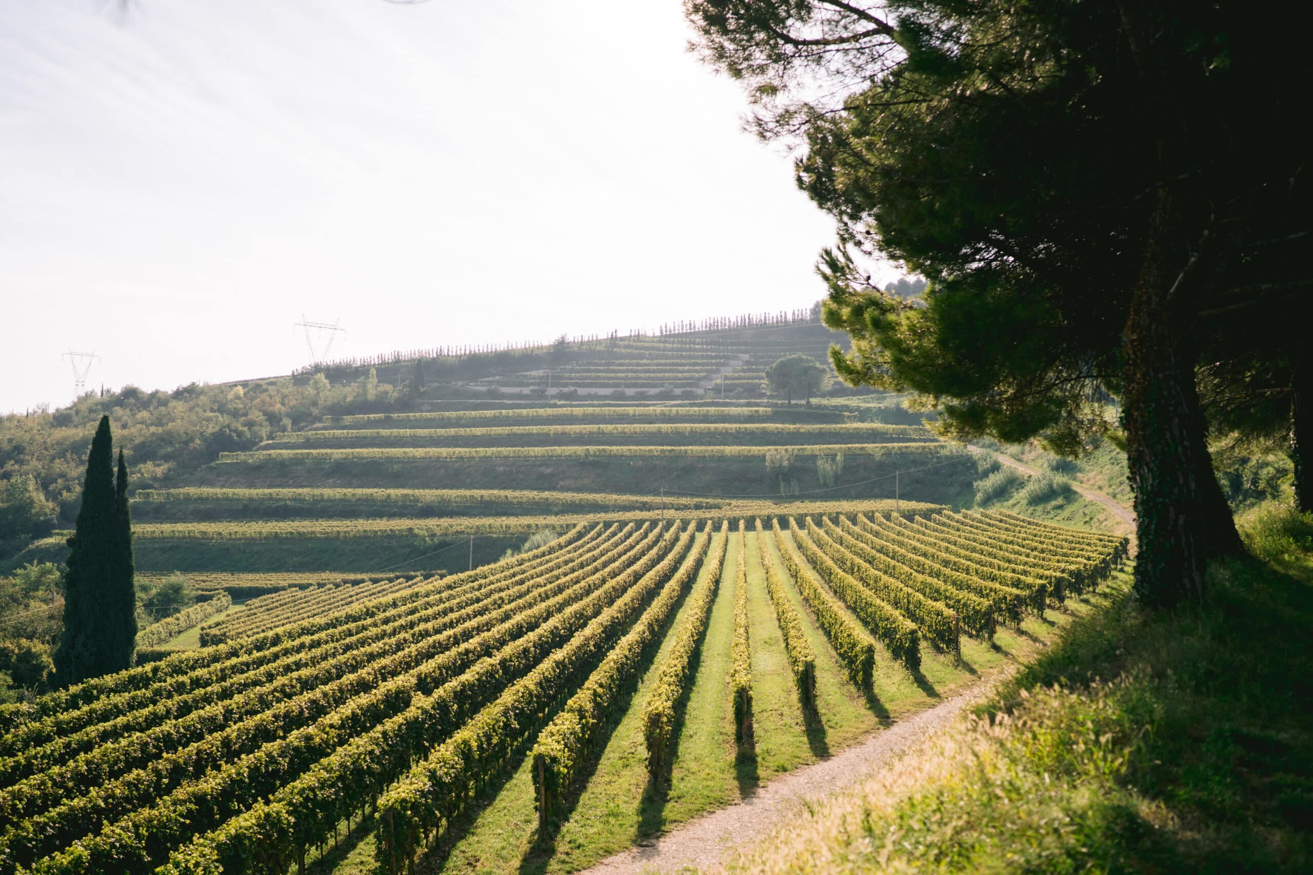 Allegrini Wines: "Pronti alle sfide del cambiamento climatico e all'evoluzione dei gusti"