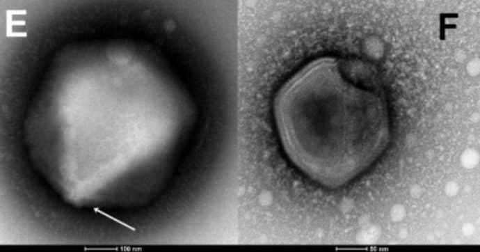 Virus “zombie” nei ghiacciai, cresce l’allarme degli scienziati: cosa può emergere dal permafrost che si scioglie