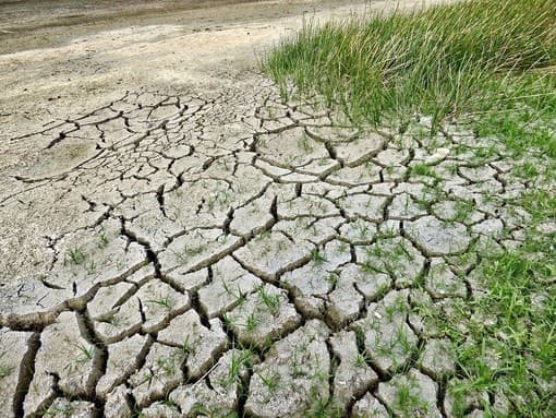 Caldo e siccità piegano l’agricoltura italiana: in crisi latte, ortofrutta, vino e olio

