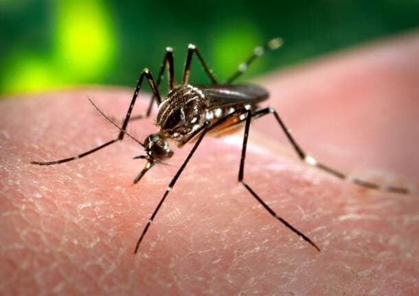 A Londra individuato focolaio di zanzare che trasmettono  dengue, Zika e chikungunya