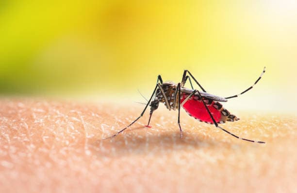 malaria