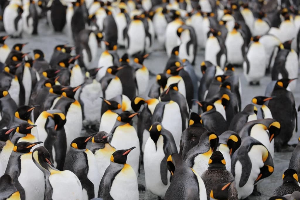 Il cambiamento climatico minaccia la sopravvivenza dei pinguini 