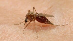 west nile