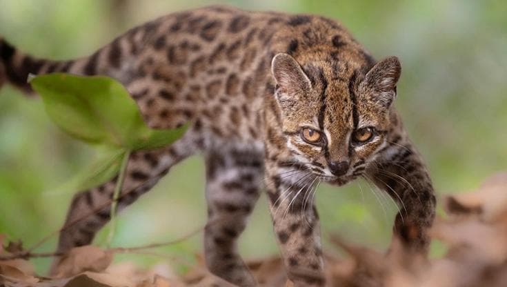 Bolivia, scoperto il gatto tilcayo: una nuova specie di felino dopo oltre un secolo