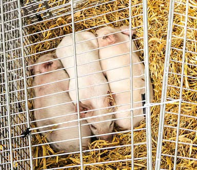 Ogni giorno macellati 670mila animali. La provocazione di una artista contro questa strage sottaciuta