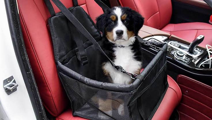 Cani in auto, trasportino e cintura diventano obbligatori? Le regole del Codice della strada e le multe previste