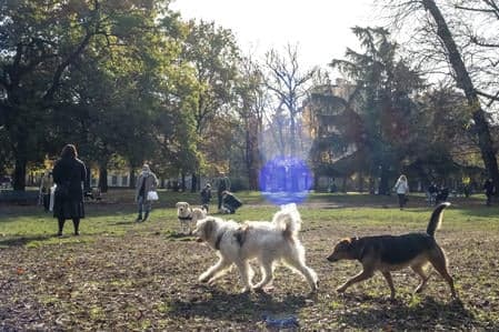Milano, il Garante del Verde vuole vietare l'ingresso dei cani ai parchi