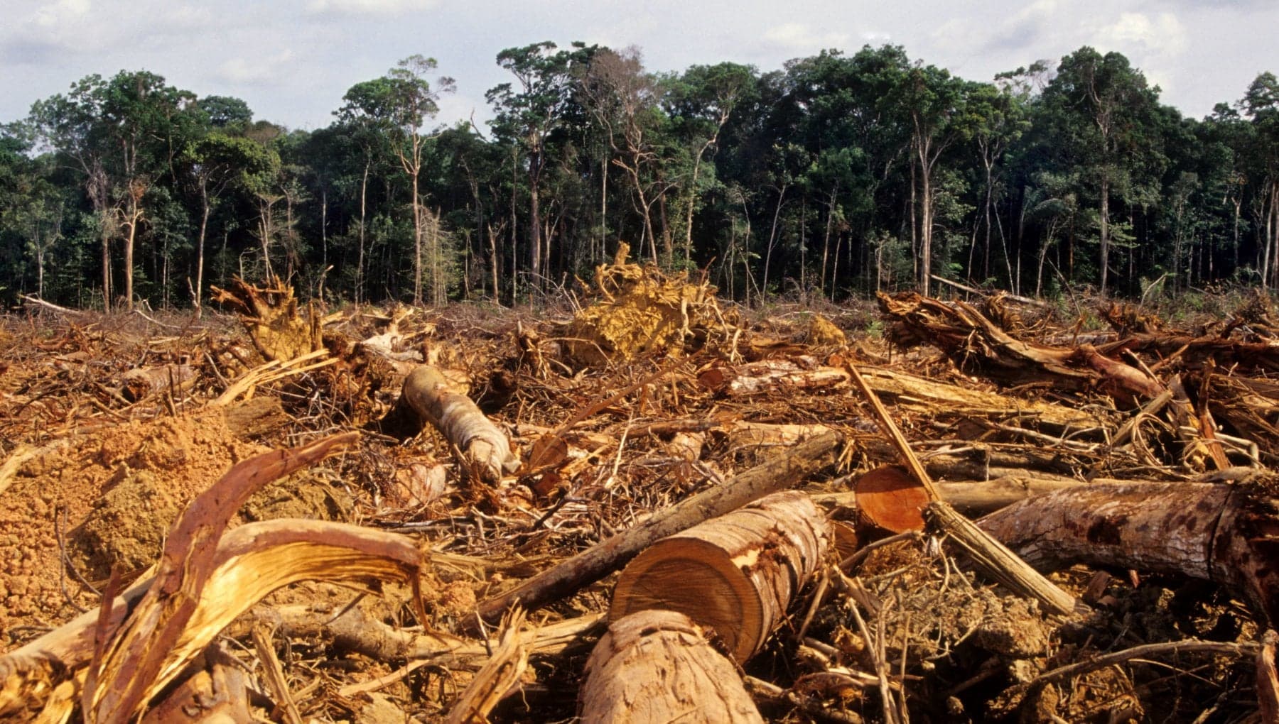 Brasile, deforestazione dell’Amazzonia in calo record: -41,8% in un anno